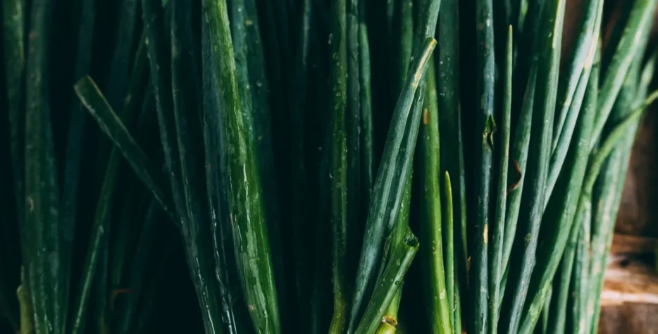 कंद विकास के समय परपल ब्लॉच और थ्रिप्स से बचाव।