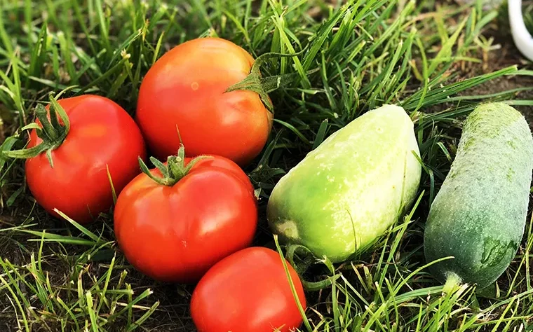 टमाटर की अगेती-पछेती झुलसा और सफेद मक्खी से सुरक्षा।